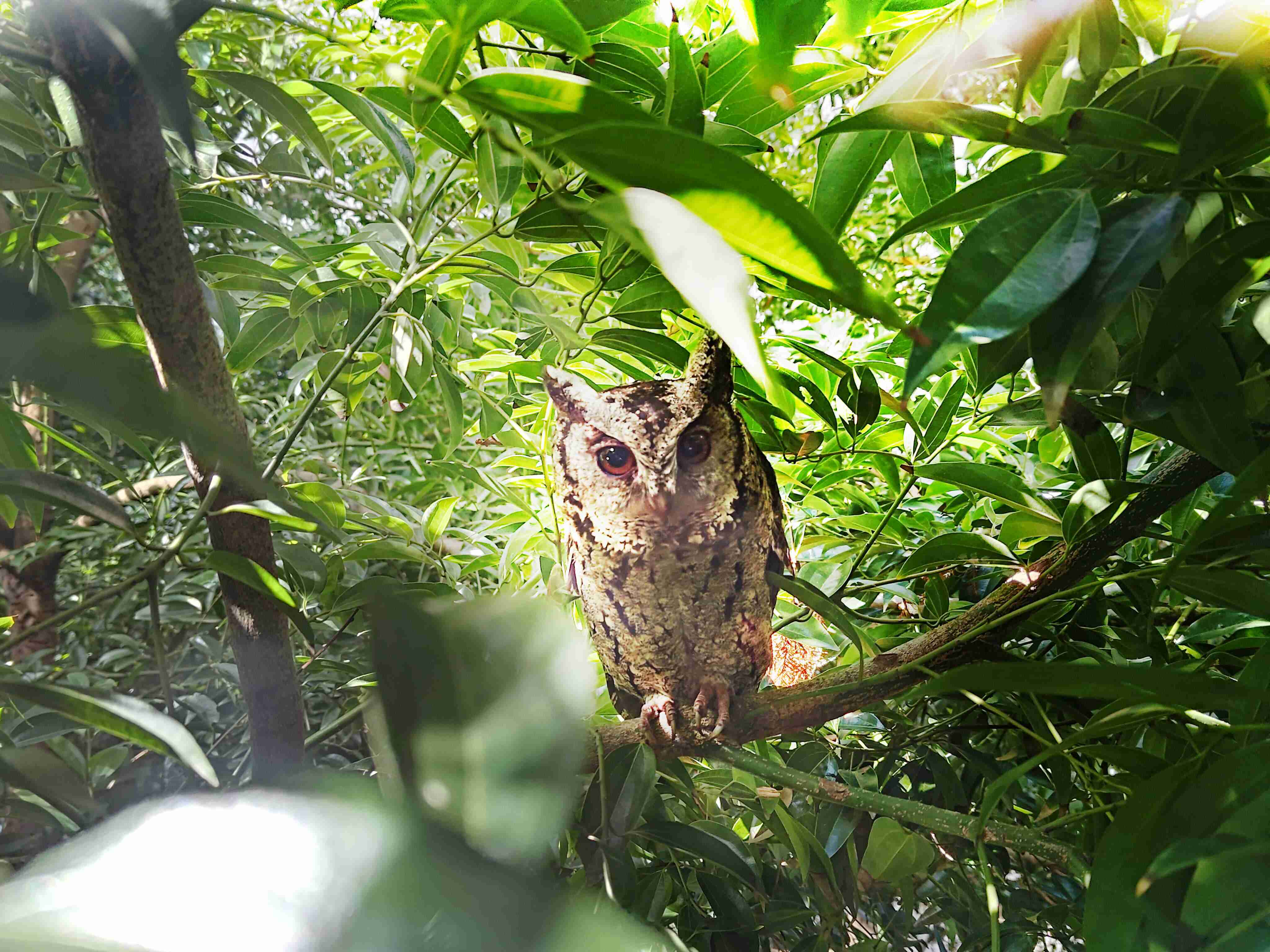 NG大舞台致力提倡净零绿生活，，，，16年以来在全球各厂区植树逾百万棵，，，造就各厂区树木蔚然成林，，，，犹如森林工厂，，，成为许多生物的栖息地